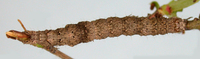 Catocala gracilis