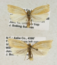 Clepsis clemensiana