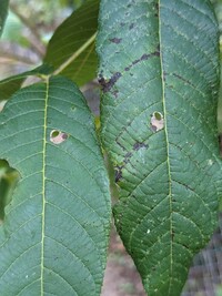 Coptodisca juglandiella