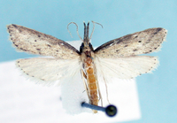 Donacaula (parealis) new species 3