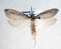 Donacaula (tannisella) new species 1