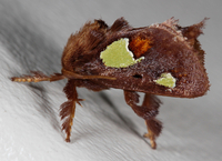 Euclea nanina