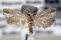 Eucosma argutipunctana