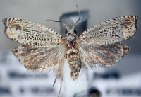 Eucosma argutipunctana