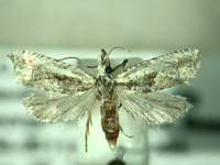 Eucosma verniochreana