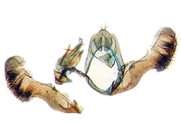 Eucosma verniochreana