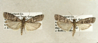 Euzophera magnolialis