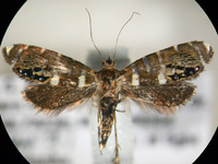 Glyphipterix nordini
