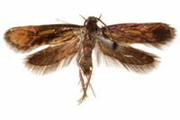 Mathildana flipria