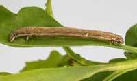 Xanthotype rufaria
