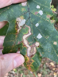 Cameraria tubiferella