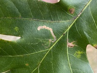 Stigmella unidentified species