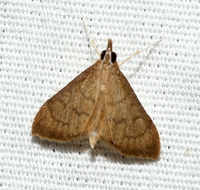 Oenobotys vinotinctalis