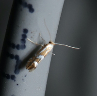 Phyllonorycter unidentified species