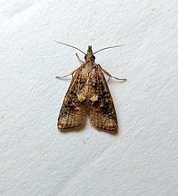 Platynota flavedana