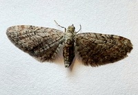 Eupithecia unidentified species