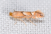 Phyllonorycter unidentified species