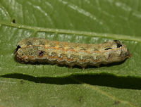 Spodoptera dolichos