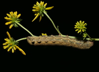 Spodoptera dolichos