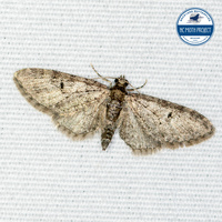 Eupithecia unidentified species