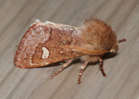 Psaphida styracis