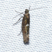 Acrolepiopsis heppneri