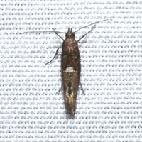 Acrolepiopsis heppneri