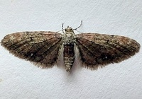 Eupithecia unidentified species