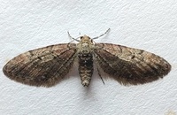 Eupithecia unidentified species