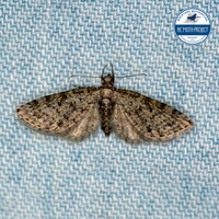 Eupithecia unidentified species