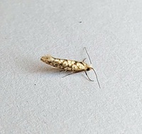 Argyresthia alternatella