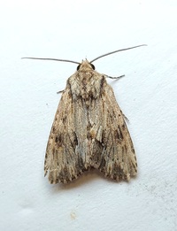 Morrisonia mucens