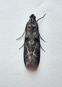 Dioryctria unidentified species