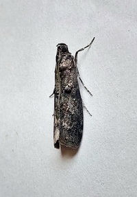 Dioryctria unidentified species