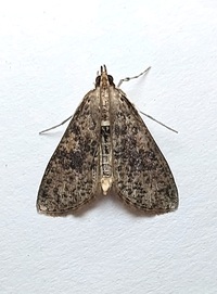 Palpita maritima