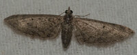 Eupithecia unidentified species