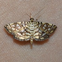 Lygropia rivulalis