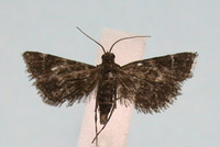 Nymphuliella daeckealis