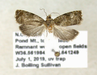 Olethreutes merrickana