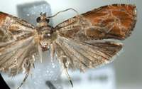 Olethreutes nitidana