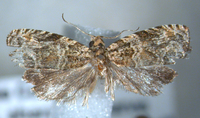 Olethreutes olivaceana