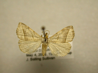 Oxycilla mitographa