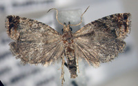 Pelochrista fiskeana