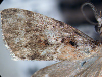 Pococera baptisiella