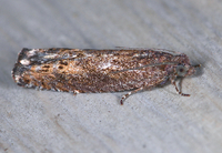 Pseudexentera mali