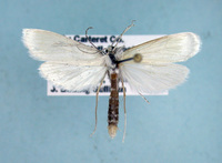 Rupela tinctella