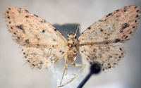Sigela basipunctaria