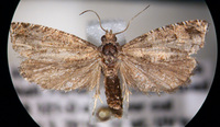 Sonia divaricata
