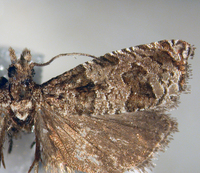Sonia divaricata