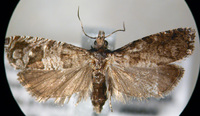 Sonia divaricata